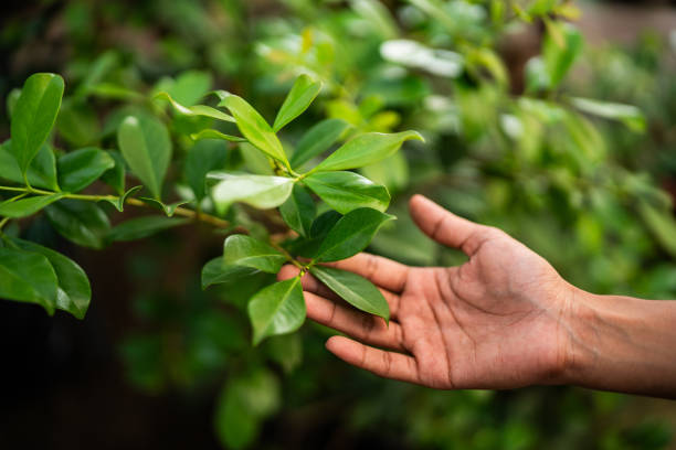 Best Tree and Shrub Care  in Dasher, GA